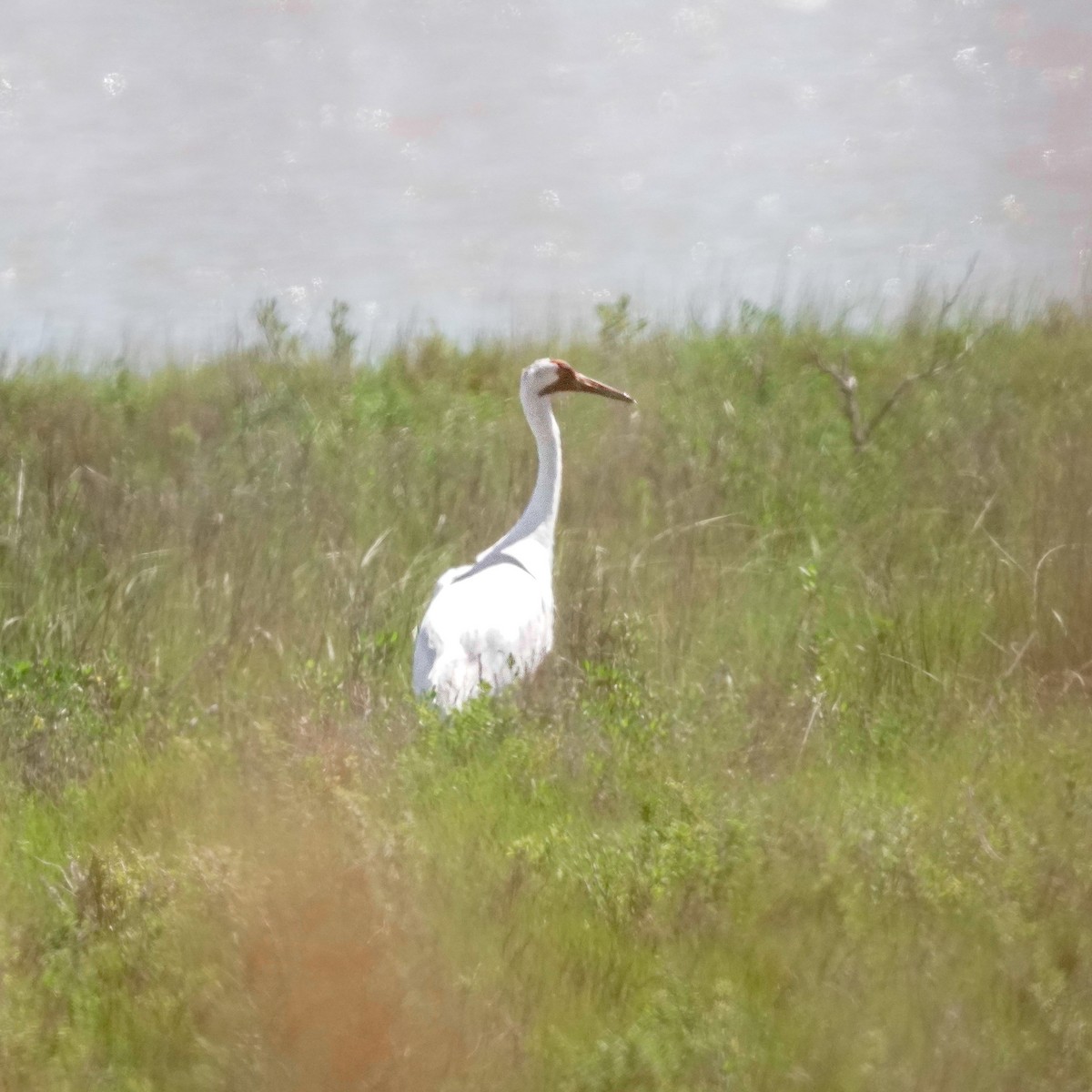 Whooping Crane - Jordan Spalding