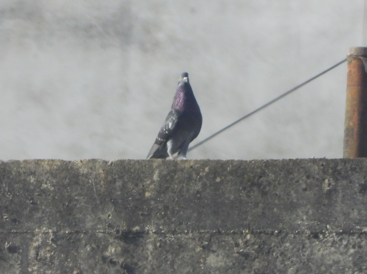 Rock Pigeon (Feral Pigeon) - ML617014003