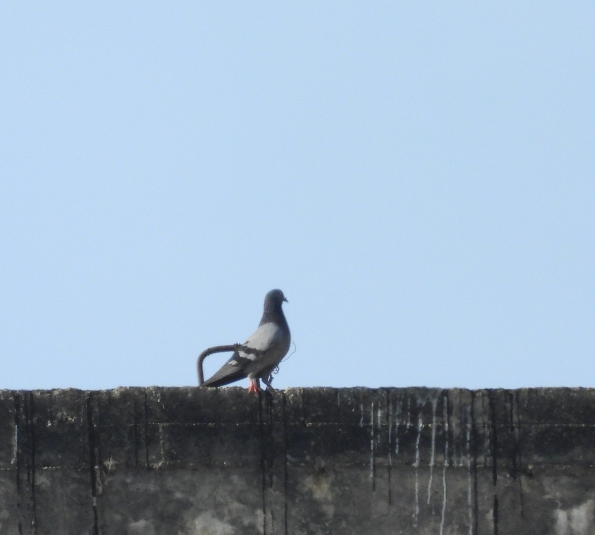 Rock Pigeon (Feral Pigeon) - ML617014004