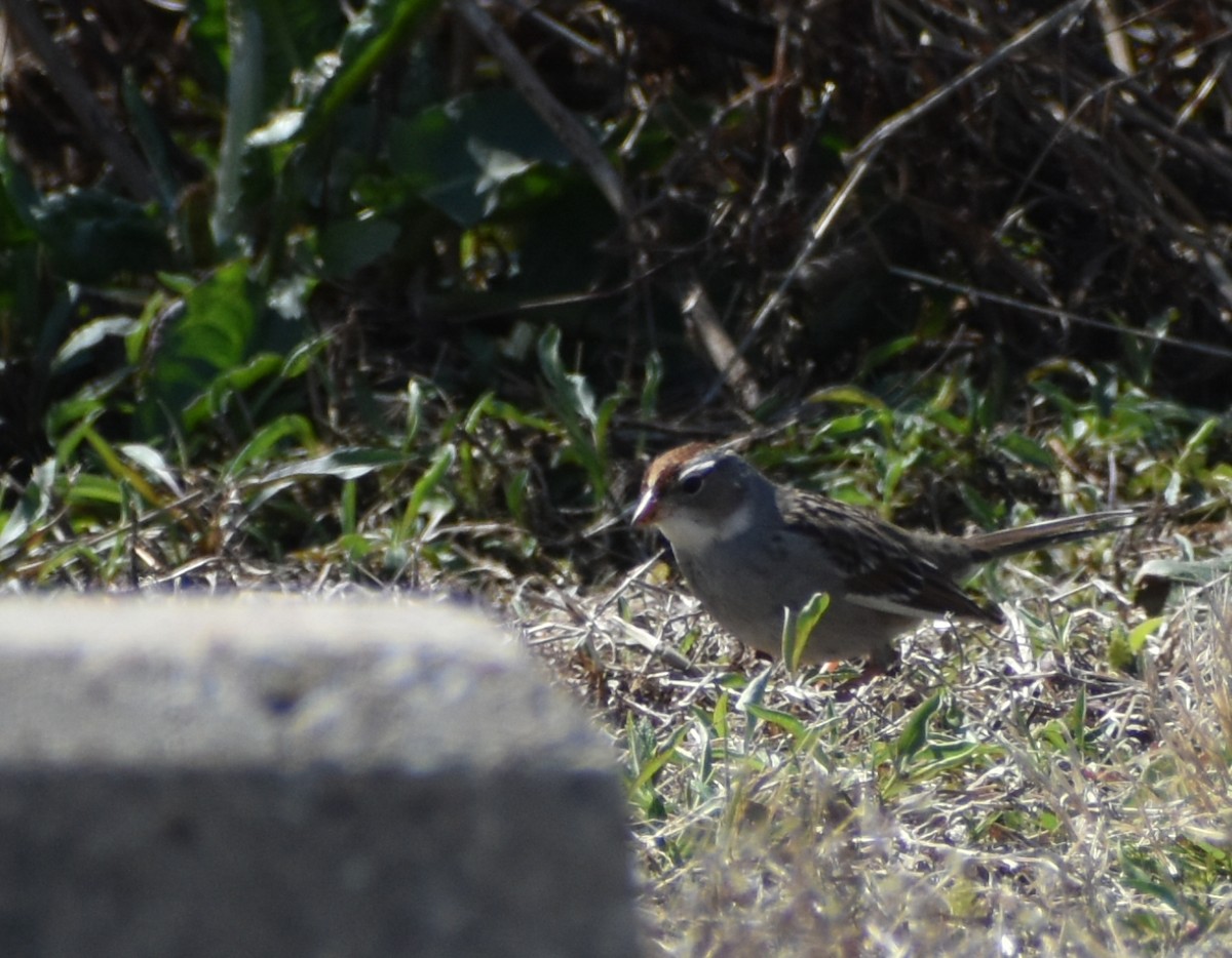 White-crowned Sparrow - ML617014013