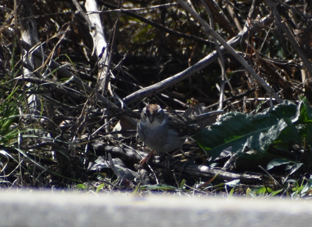 White-crowned Sparrow - ML617014014