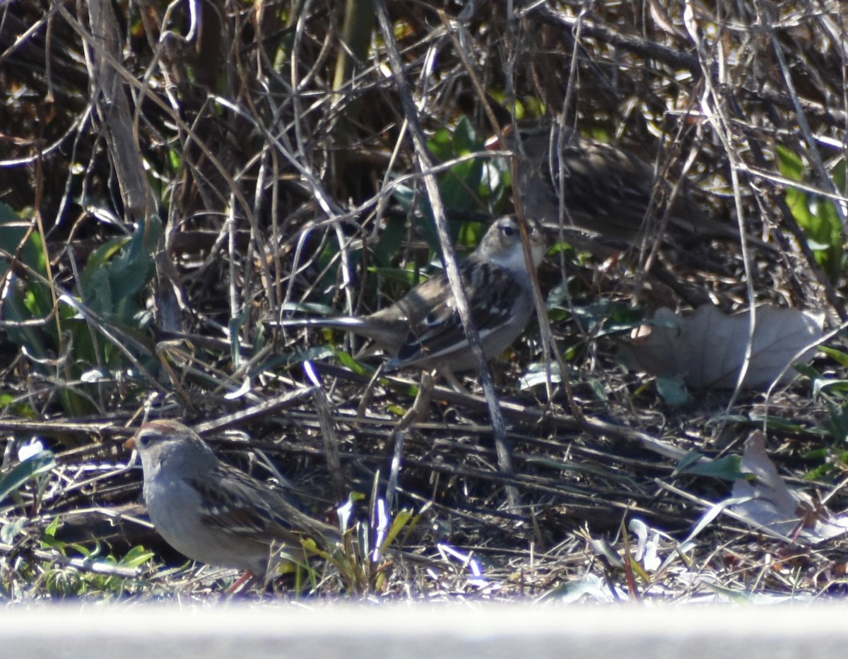 White-crowned Sparrow - ML617014015