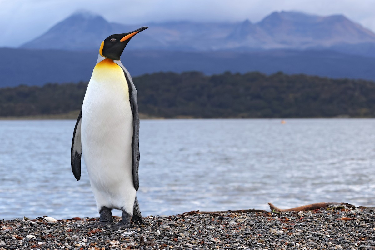 tučňák patagonský - ML617014031