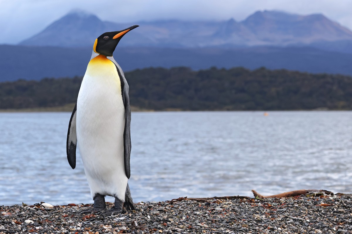 King Penguin - ML617014031