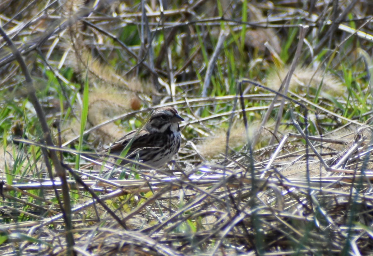 Song Sparrow - ML617014034