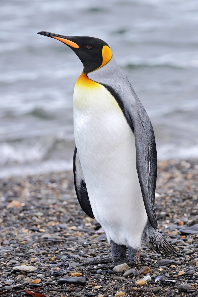Королевский пингвин - ML617014051