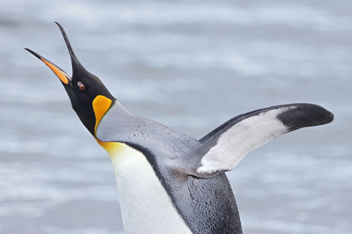 Королевский пингвин - ML617014073