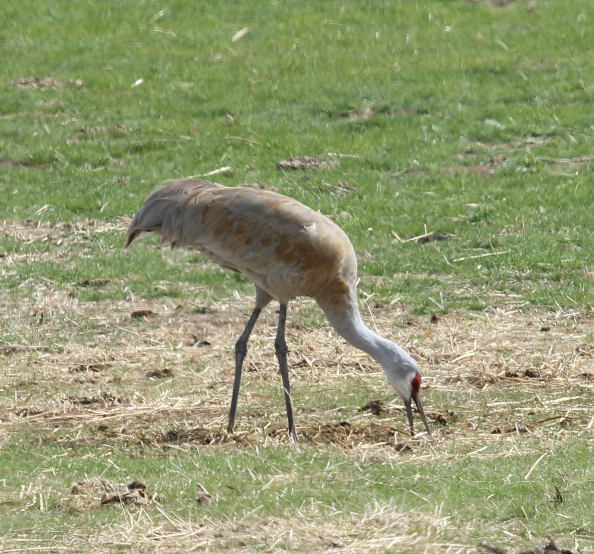 Sandhill Crane - Steve Huckabone