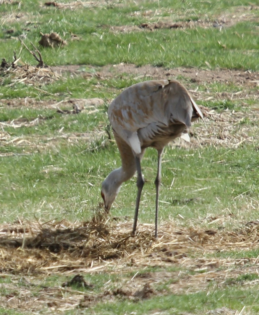 Sandhill Crane - ML617014078