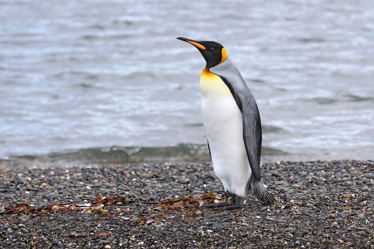 Королевский пингвин - ML617014092