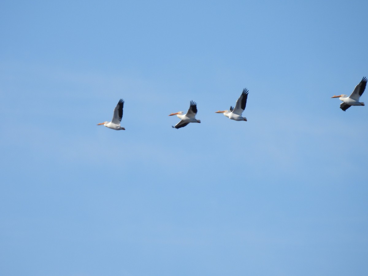 American White Pelican - ML617014102