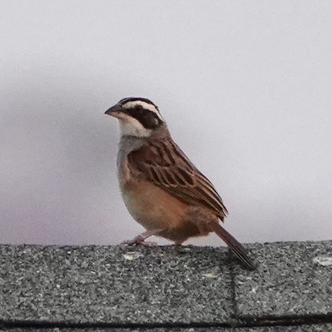 Stripe-headed Sparrow - ML617014138