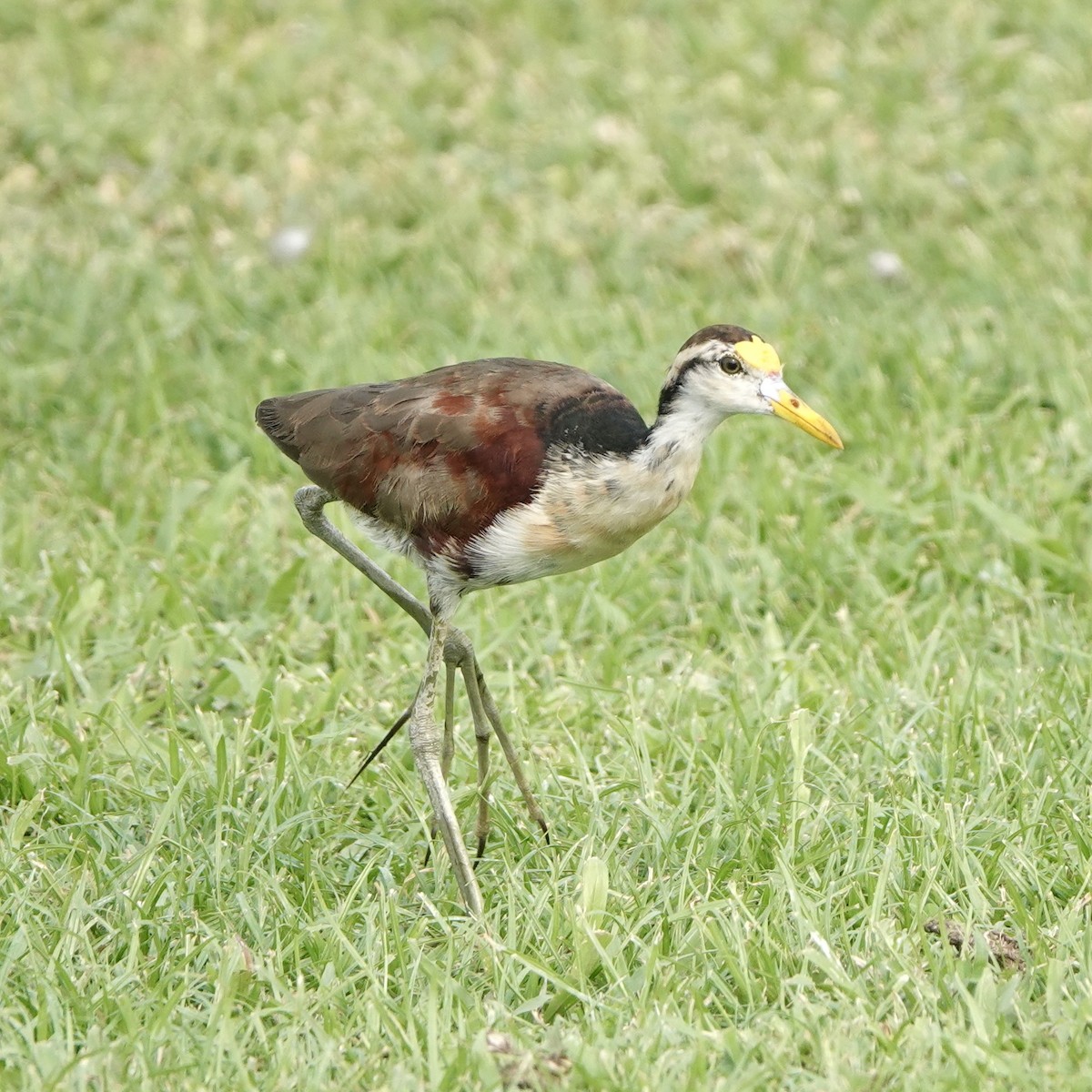 Northern Jacana - ML617014165