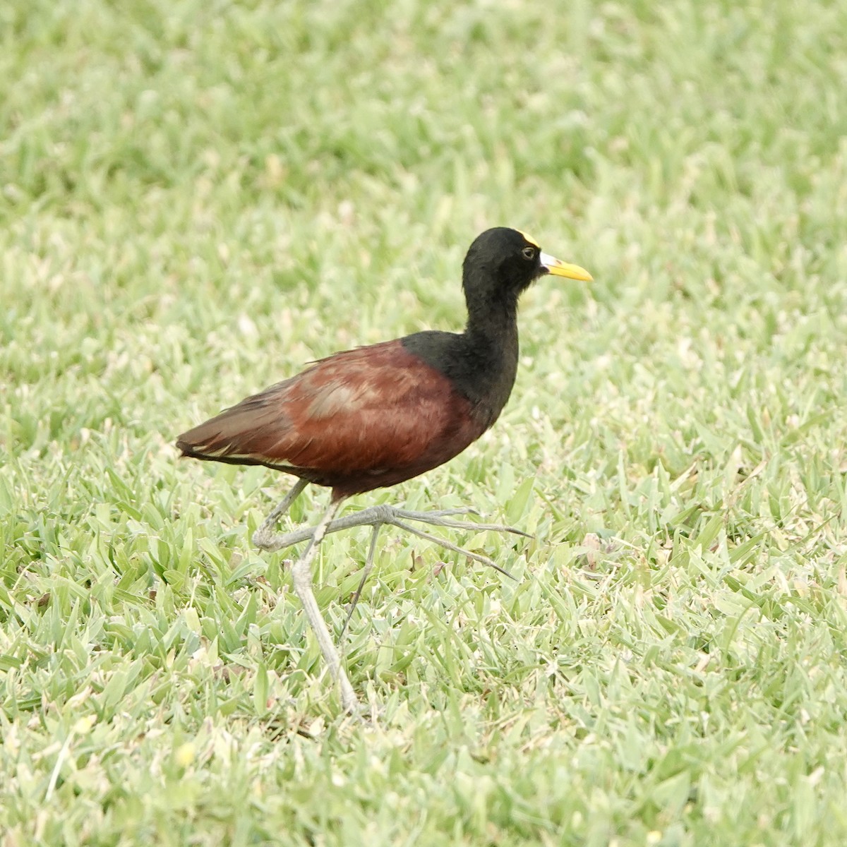 Northern Jacana - ML617014166