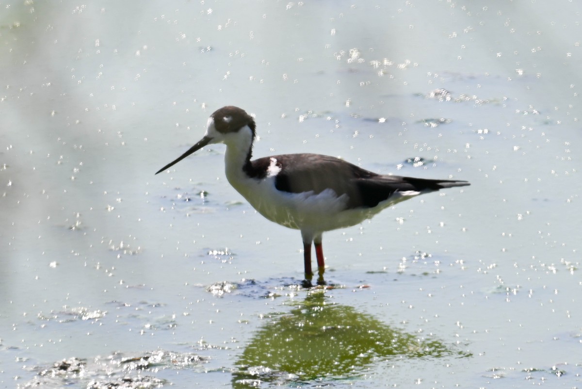 Black-necked Stilt - ML617014183