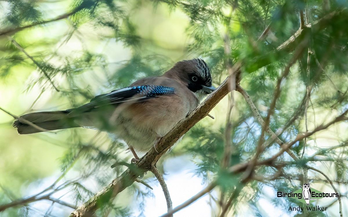 Eurasian Jay (Japanese) - ML617014193