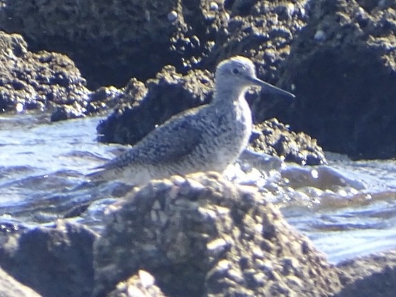 Greater Yellowlegs - ML617014195