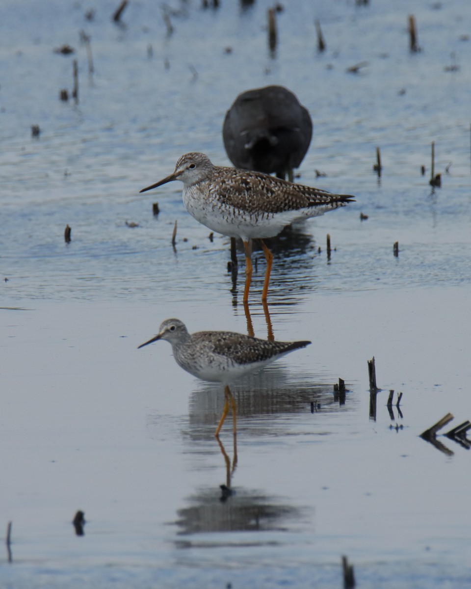 Greater Yellowlegs - ML617014196