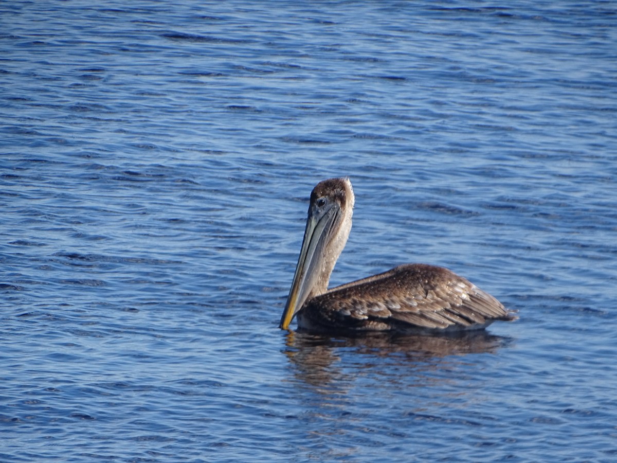 Brown Pelican - Robert Solomon