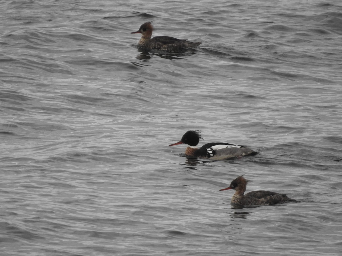 Red-breasted Merganser - ML617014243