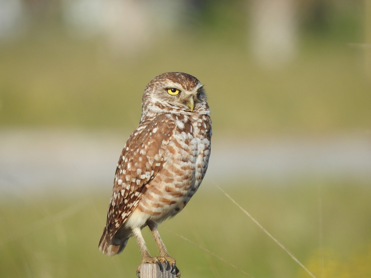 Burrowing Owl - ML617014252