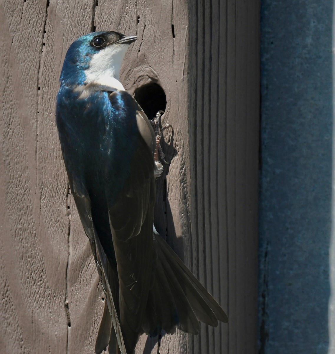 Golondrina Bicolor - ML617014268