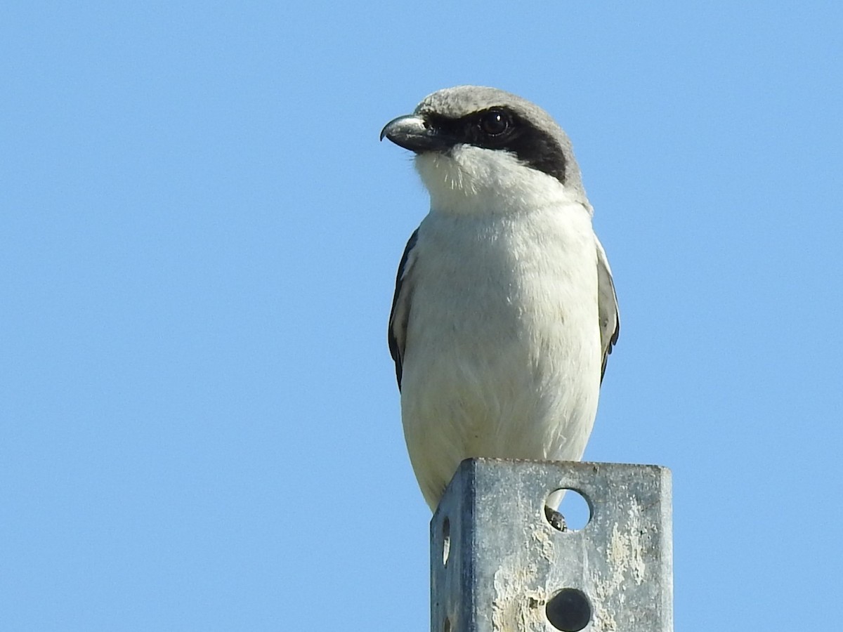 Loggerhead Shrike - ML617014279