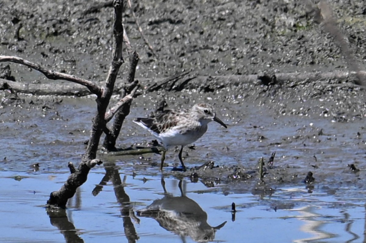 Least Sandpiper - ML617014291