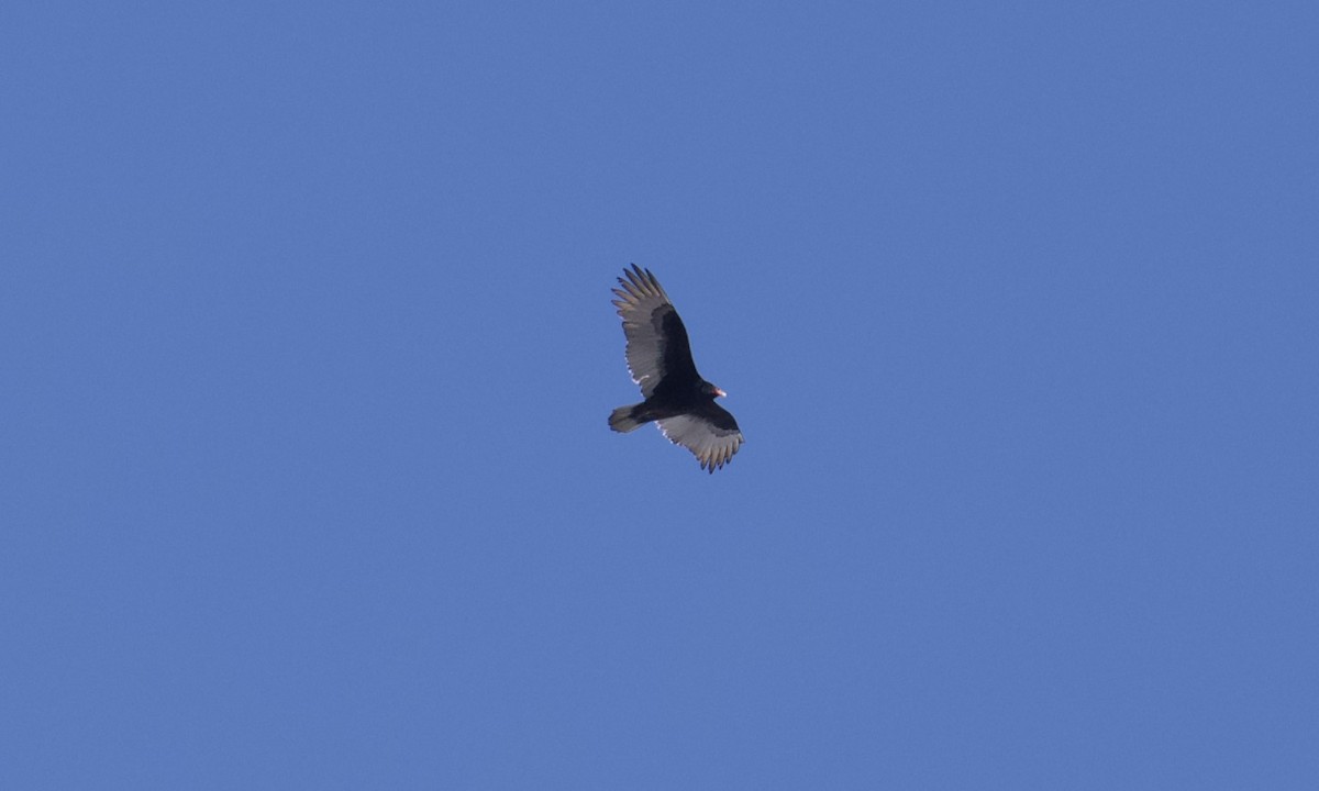 Turkey Vulture - ML617014297
