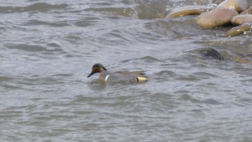 Green-winged Teal - ML617014303