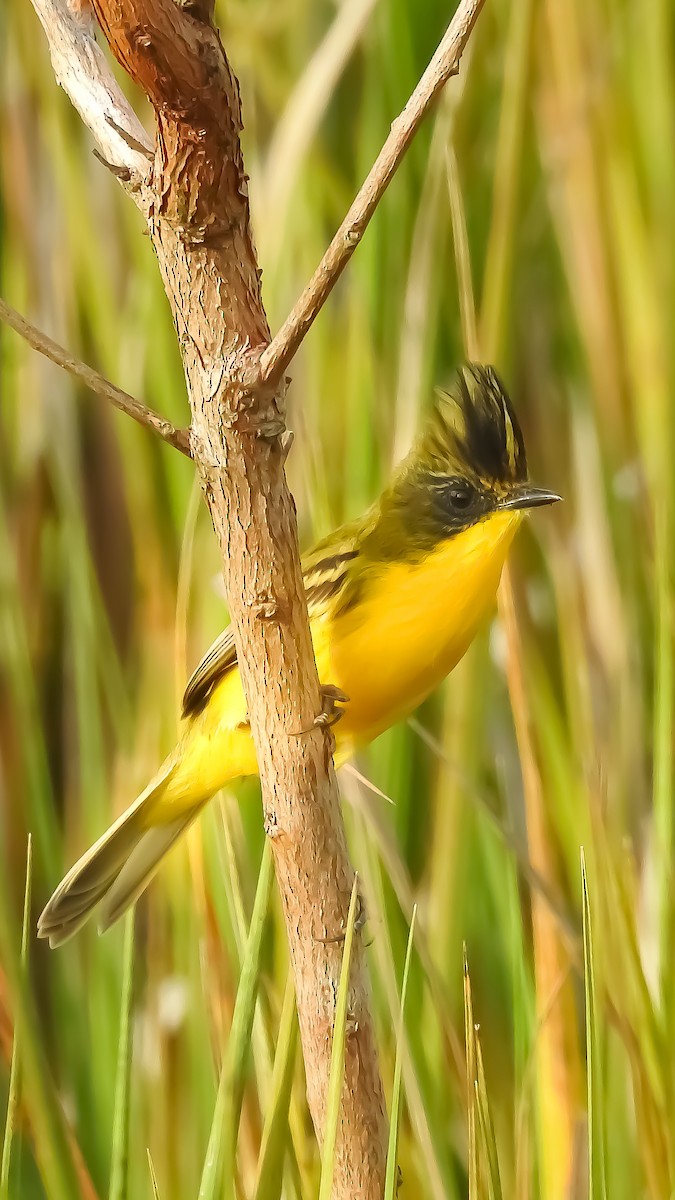 Crested Doradito - Moroni - PassarinWeb