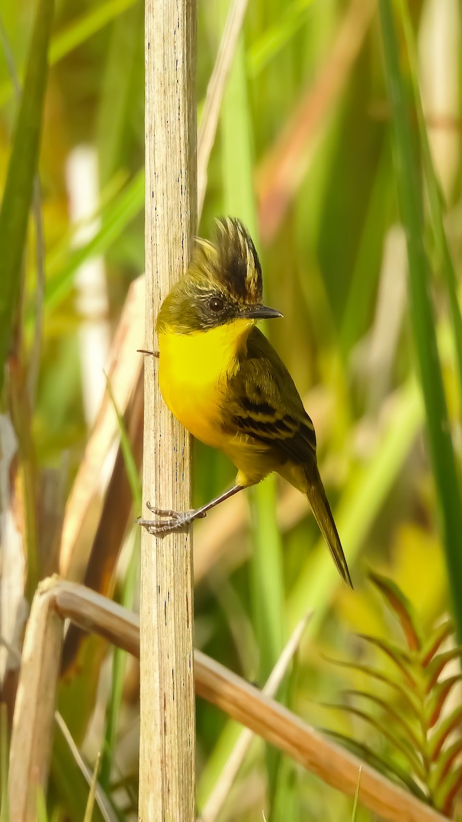 Crested Doradito - ML617014309