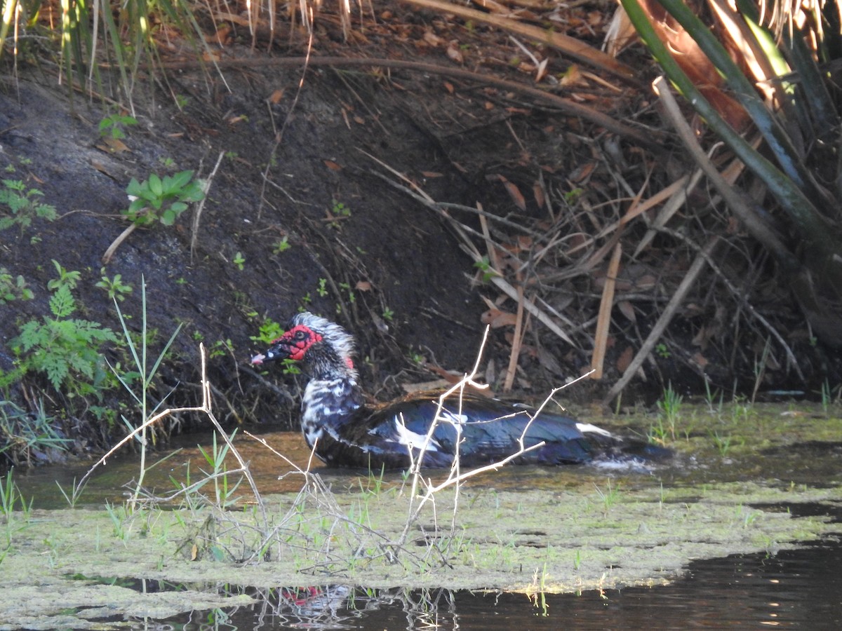 Muscovy Duck (Domestic type) - ML617014323