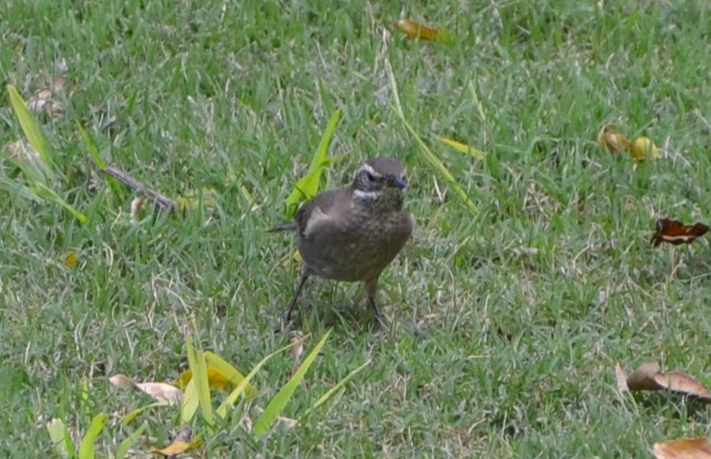 Buff-winged Cinclodes - ML617014337