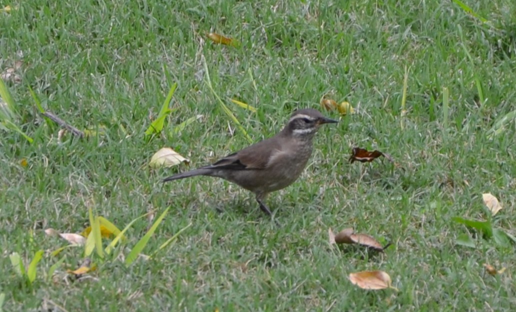 Buff-winged Cinclodes - ML617014339