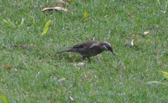 Buff-winged Cinclodes - ML617014340