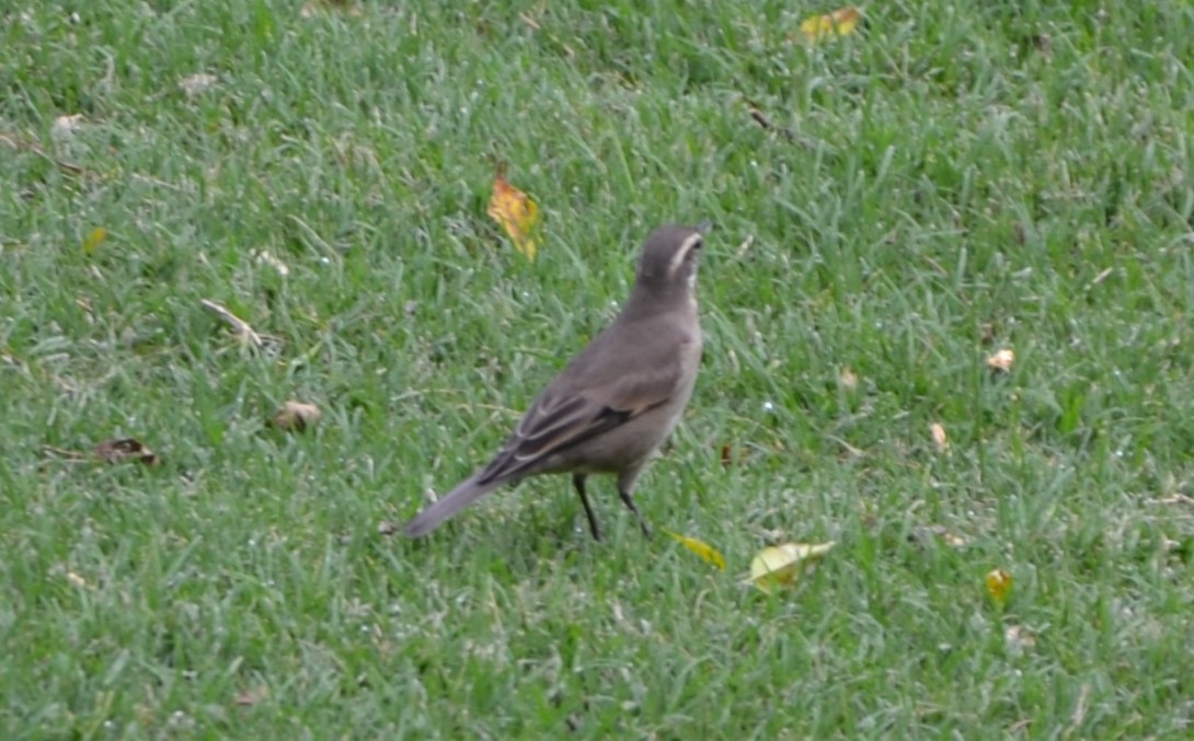 Buff-winged Cinclodes - ML617014341