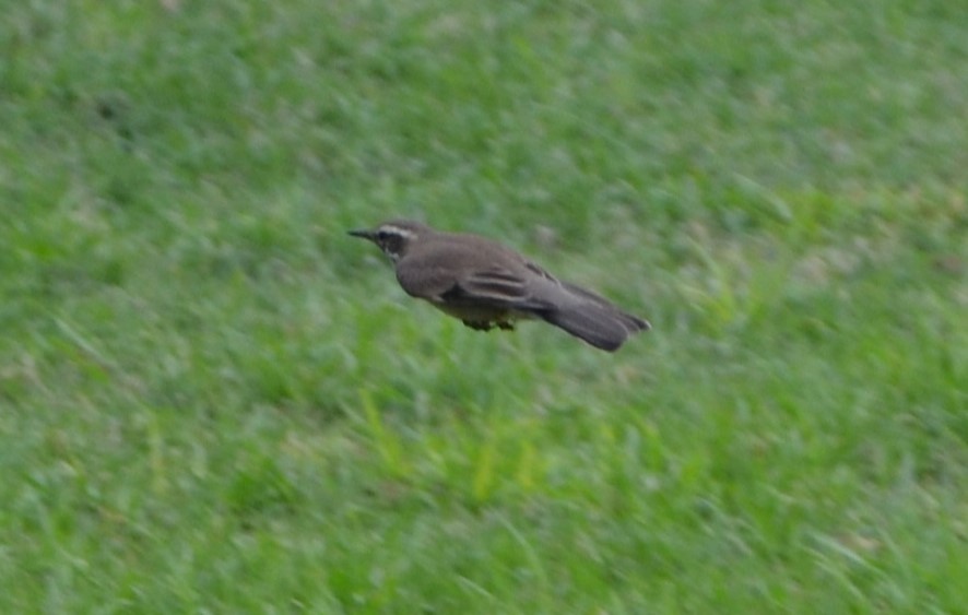 Buff-winged Cinclodes - ML617014343