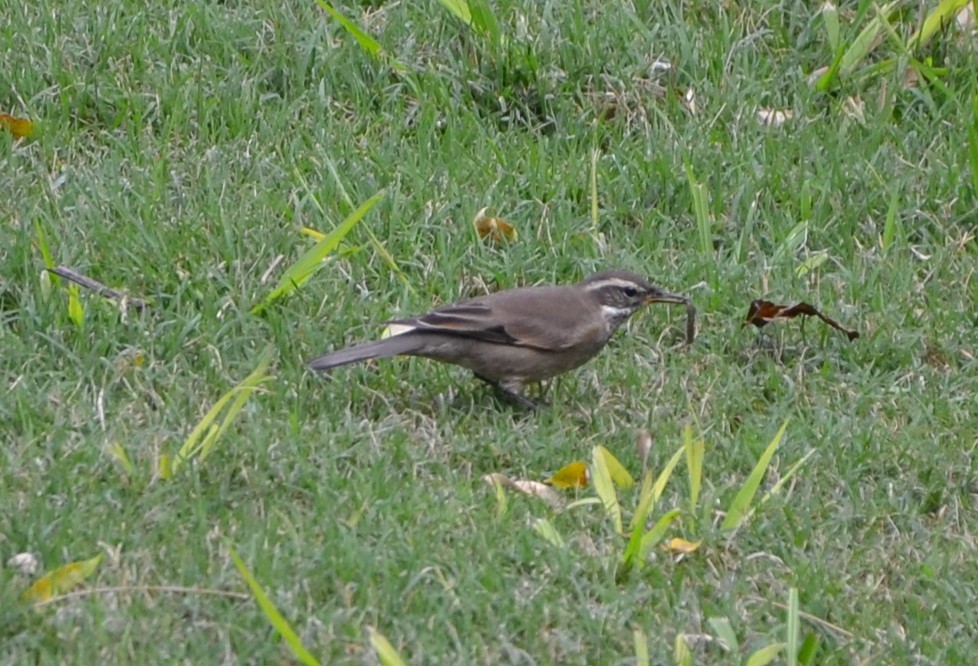 Buff-winged Cinclodes - ML617014347