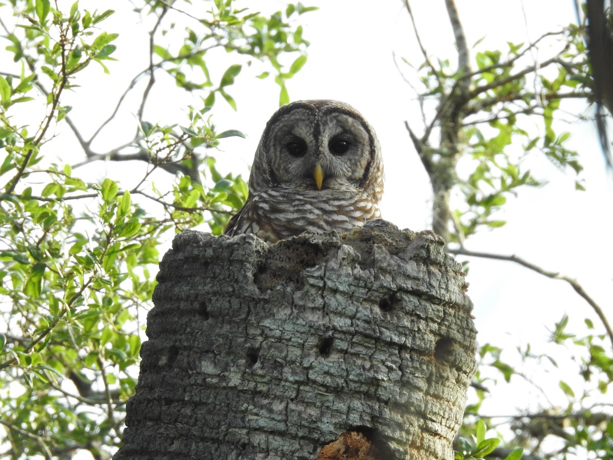 Barred Owl - ML617014350