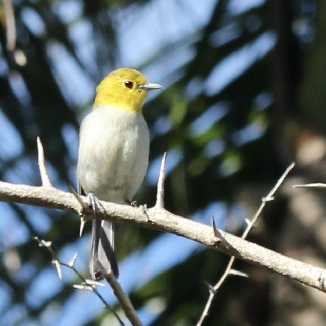 Yellow-headed Warbler - ML617014459