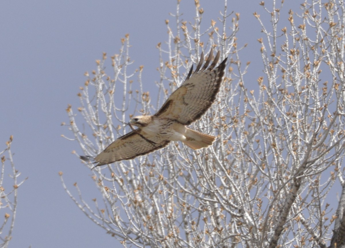 Red-tailed Hawk - ML617014460