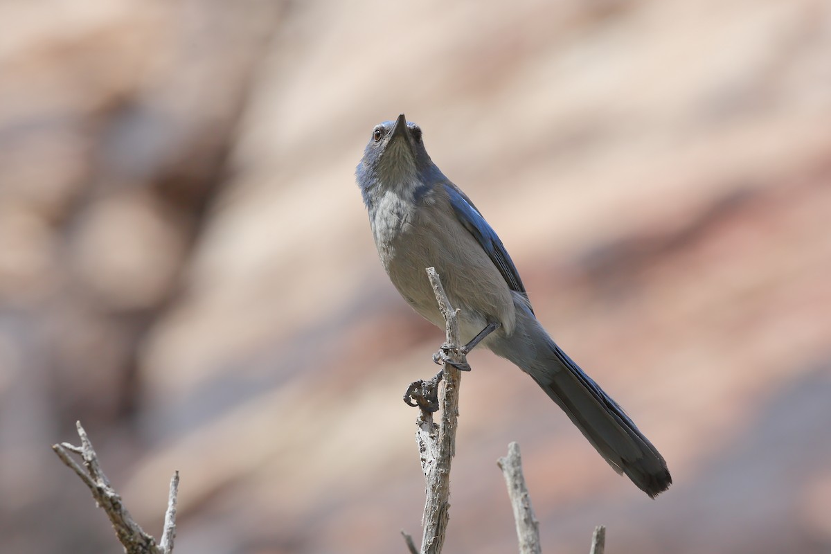 Woodhouse's Scrub-Jay - ML617014469