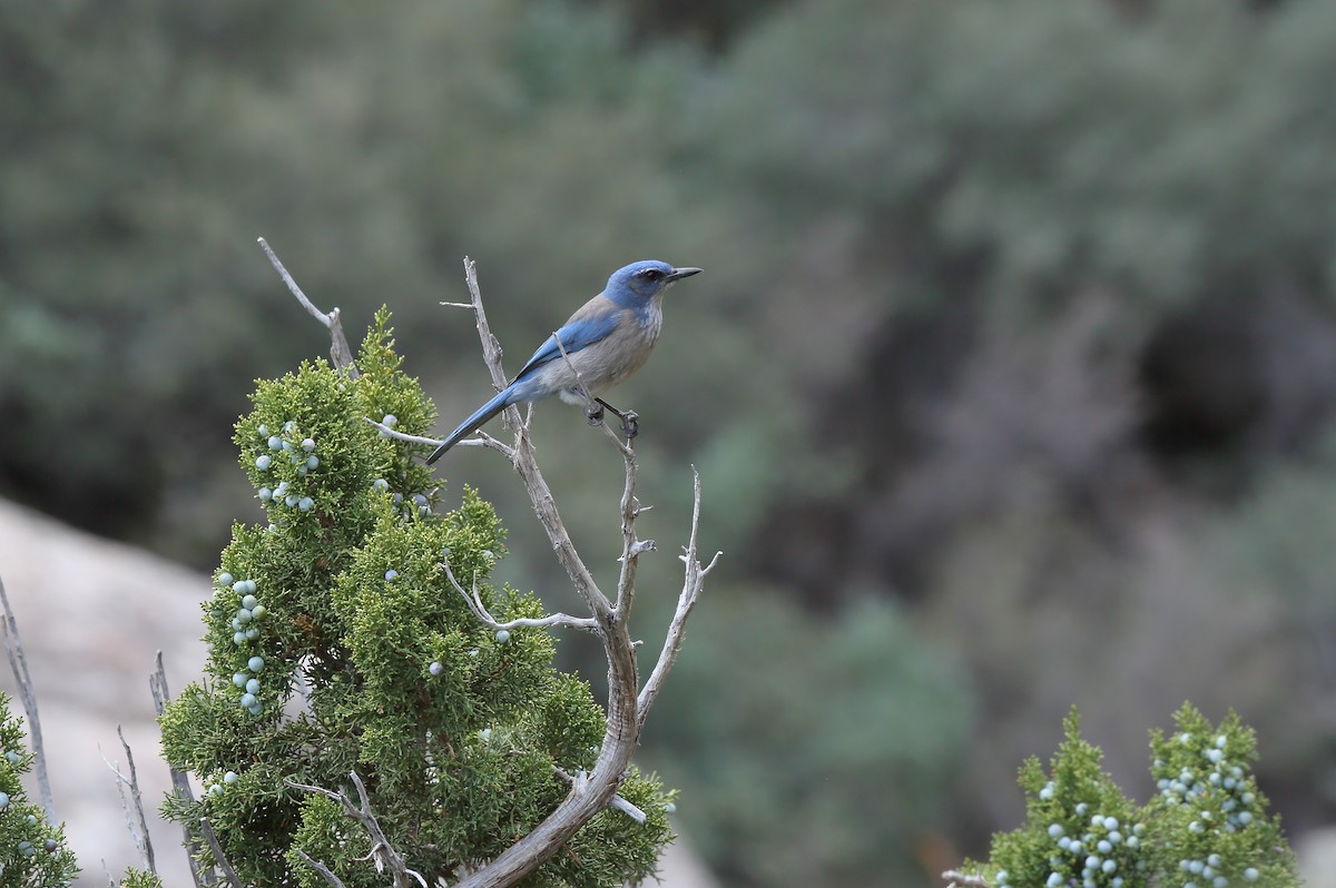 Woodhouse's Scrub-Jay - ML617014471