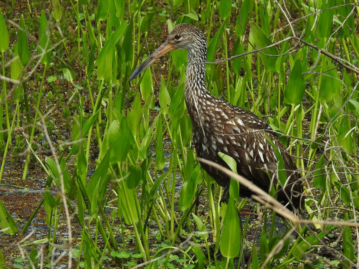 Limpkin - ML617014472