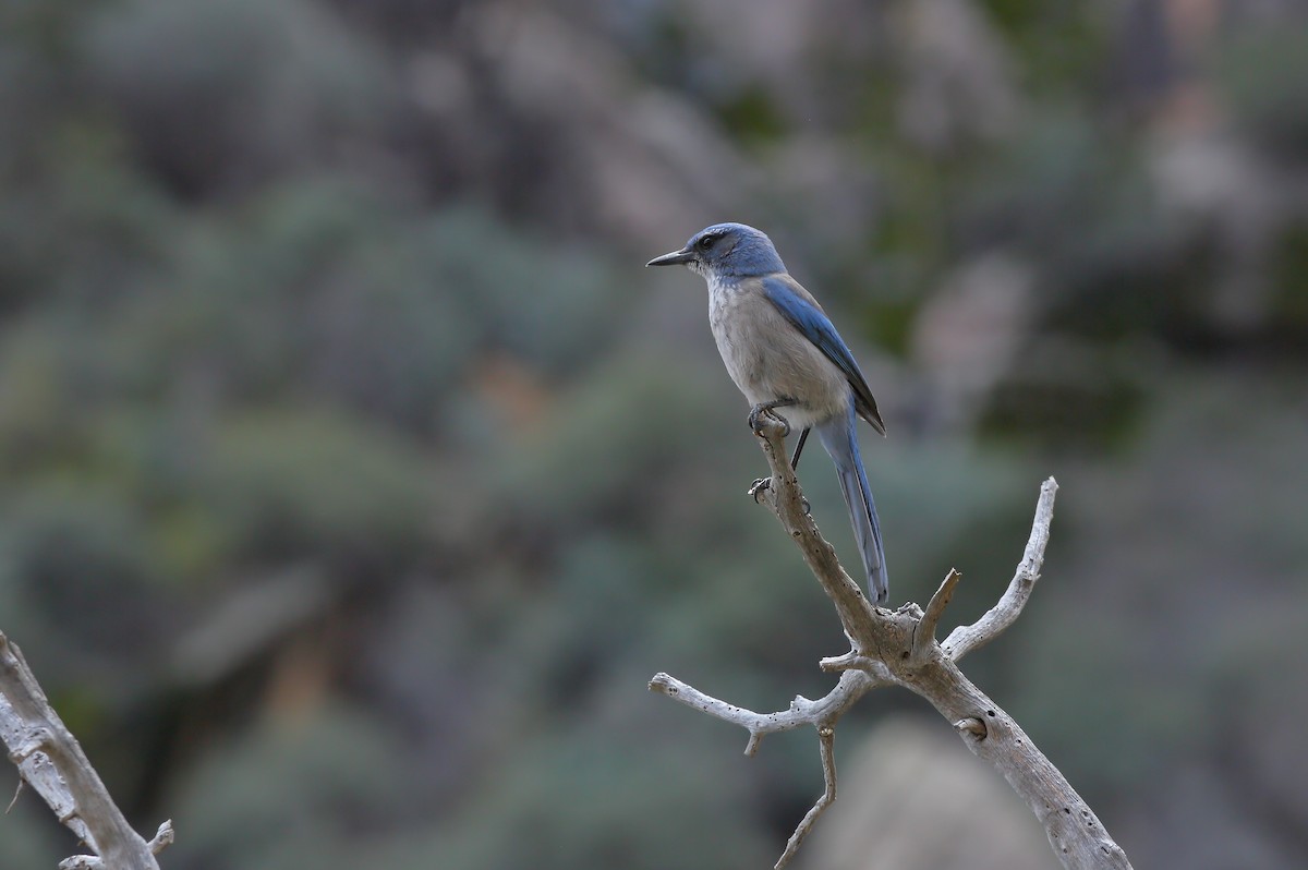Woodhouse's Scrub-Jay - ML617014483