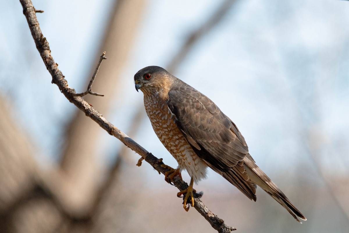 Sharp-shinned Hawk - ML617014486