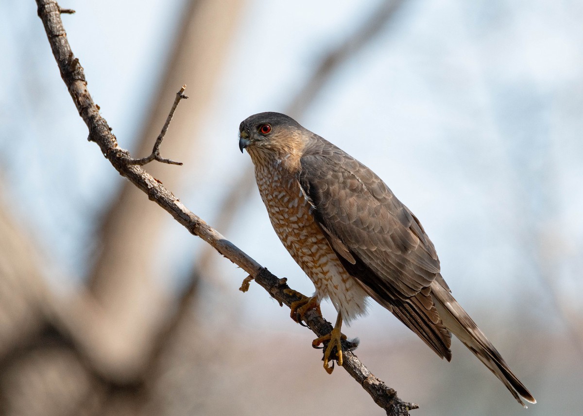 Sharp-shinned Hawk - ML617014487