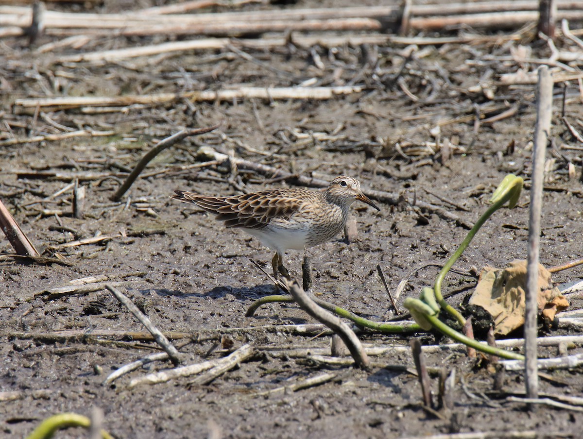 Graubrust-Strandläufer - ML617014547