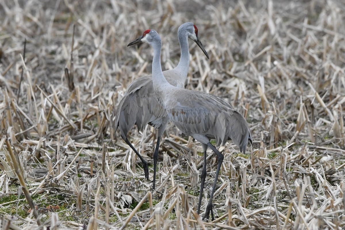 Sandhill Crane (tabida/rowani) - ML617014550